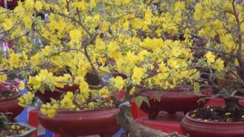 CHỢ TẾT CẦN GIUỘC 2016