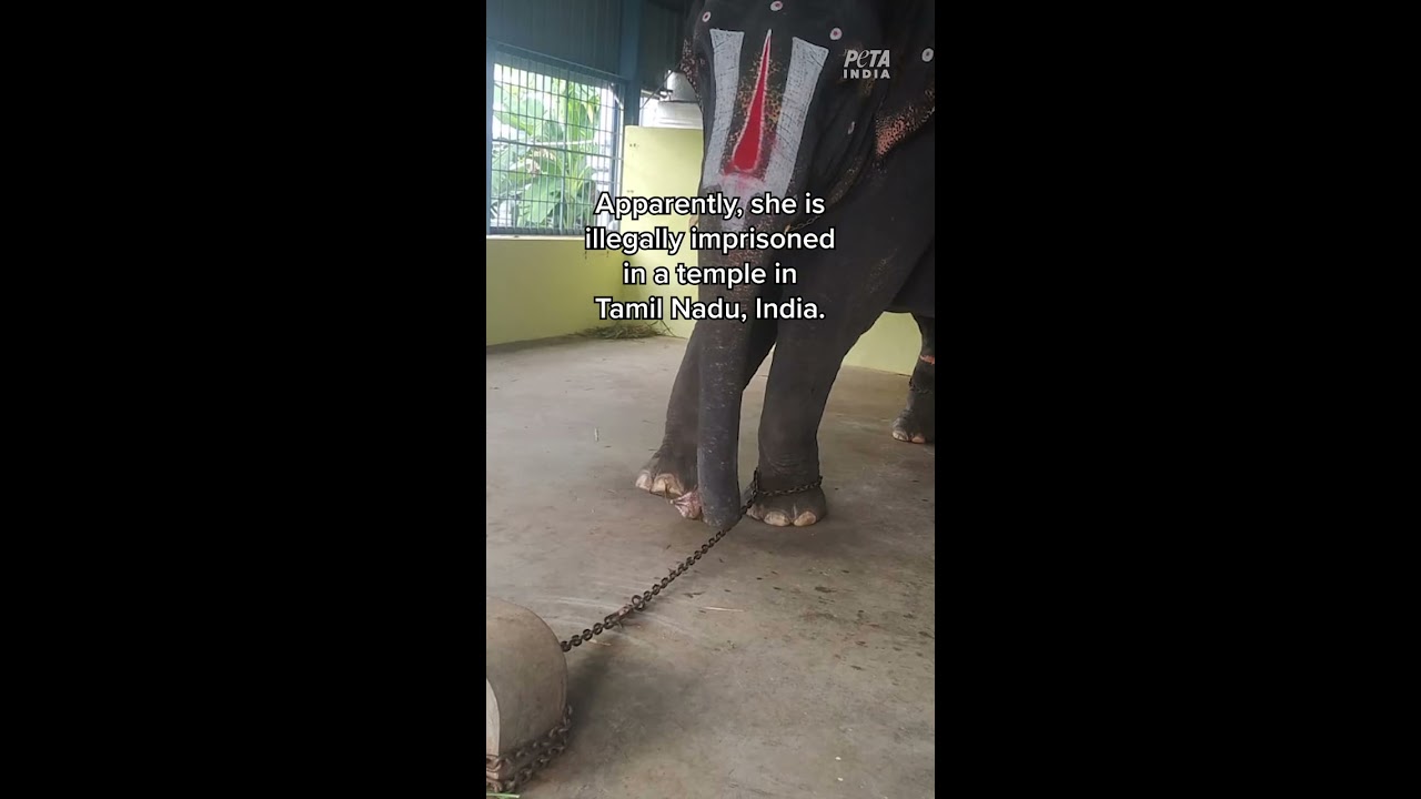 This Elephant S SCREAMS OF PAIN Will Break Your Heart