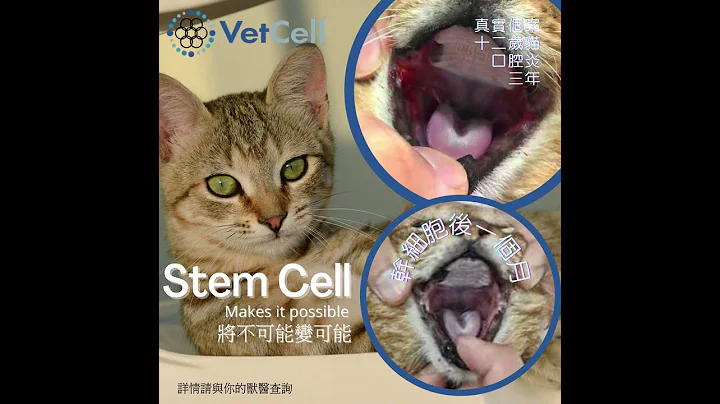 干细胞真实个案 - 猫科慢性口炎 Stem cell for feline chronic gingivostomatitis - 天天要闻
