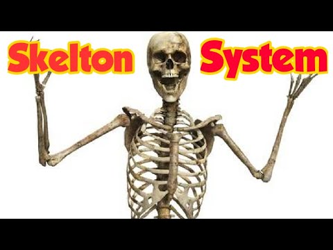 Skelton System | Science | Human Body | Grade 5th,6th, 7th & 8th