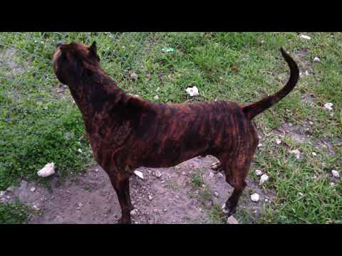 Top Tips About Tiger Stripe Pitbull, What Breed Is The Tiger Stripe ...