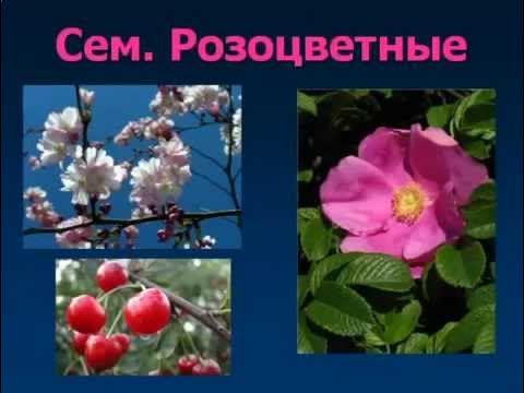 Pin on Биология Biology, Chemistry