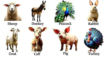 Domestic Animals + Self -Test| Animals Vocabulary| Name of Animals in English
