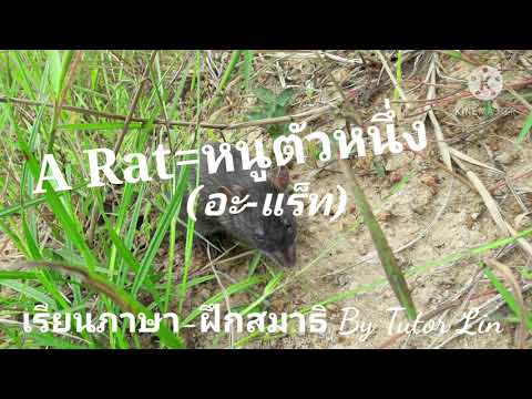 วีดีโอ: Coco rat หมายความว่าอย่างไรในภาษา ครีโอล