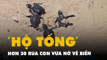 Hơn 30 rùa con vừa nở, được người dân 