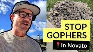 How to Get Rid of Gophers in Novato the RIGHT Way (According to a Local Pest Control Pro)