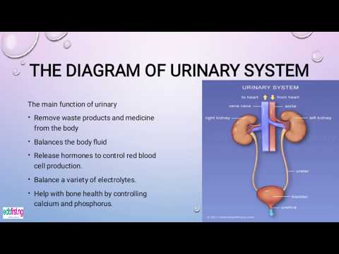 Video Excretory System | Biology | SS2 | 2nd Term - youtube