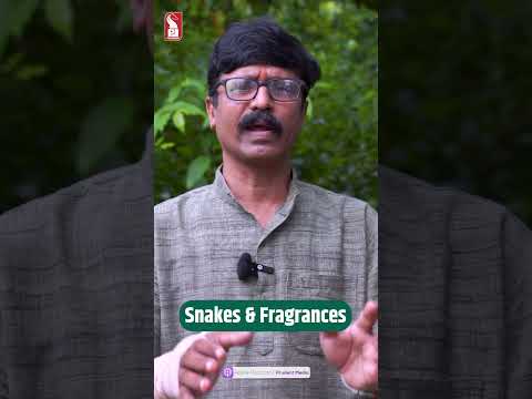Fact or Myth : Do Snakes follow sweet scents? | Jungle Book | Prudent |  Shorts