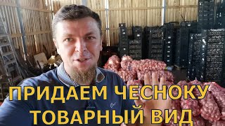 ГОТОВИМ ЧЕСНОК К ОТГРУЗКЕ