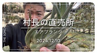 ブロメリア・エアープランツ Billbergia Youtube fit=scale-down,w=1200