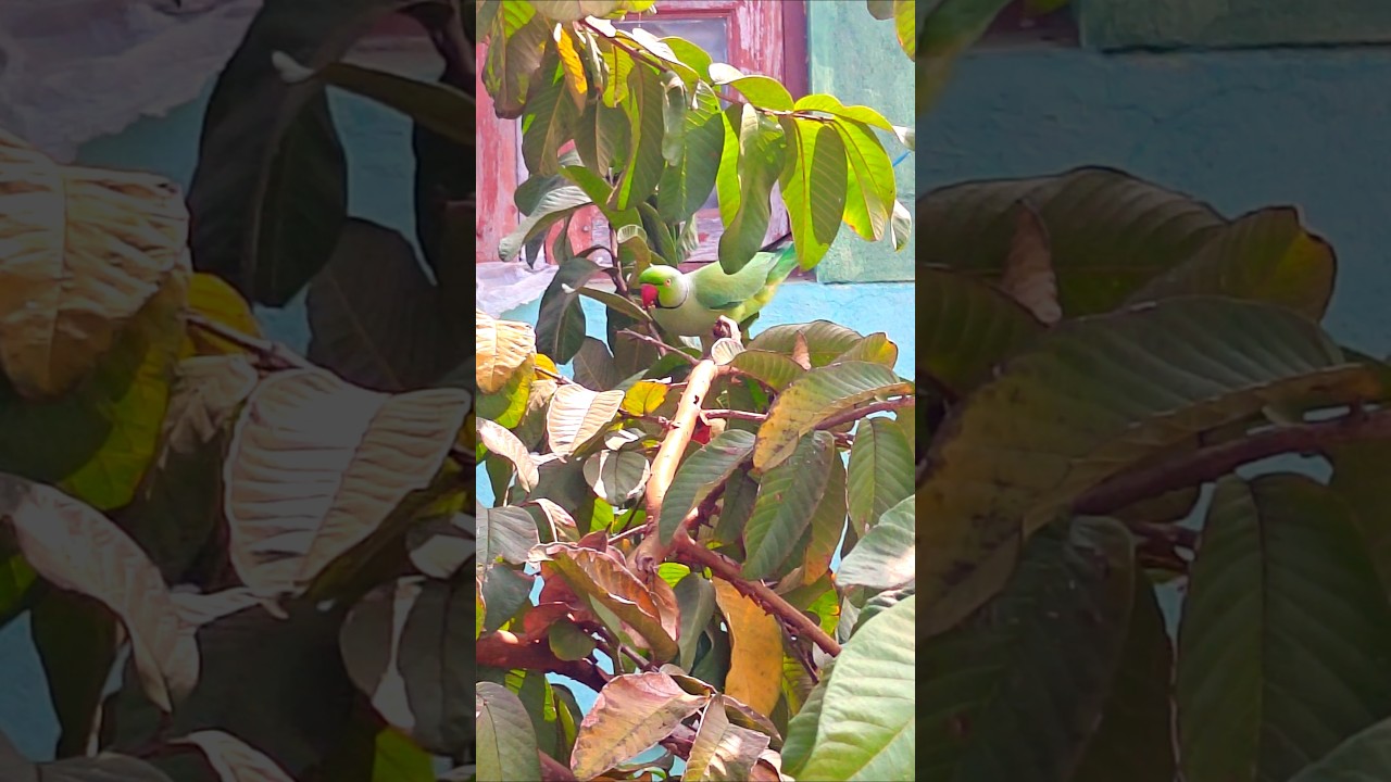 🦜🍉 கிளி கொய்யாப்பழம் சாப்பிடும் காட்சி 😉👌 Our homemade red guava fruits #shorts #guava #reels