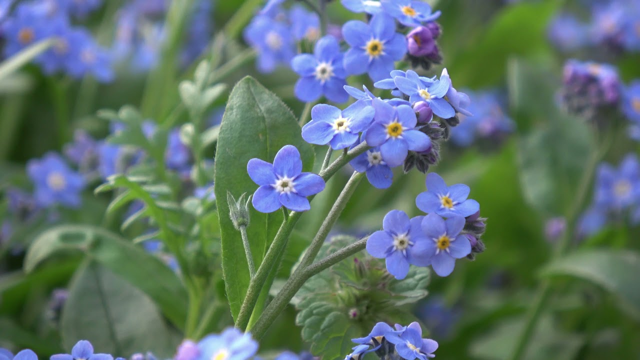 ワスレナグサ 勿忘草 忘れな草 Myosotis Vergissmeinnicht Nezabudka Scorpiongrass Vergeetmenietjes Forgetmenot Youtube ワスレナグサ 勿忘草 忘れな草 Myosotis Vergissmeinnicht Nezabudka Scorpiongrass Vergeetmenietjes Forgetmenot Youtube