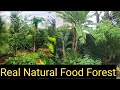 Food forest in india||Natural farming||Real food forest||indiasfarming