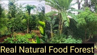 Food forest in india||Natural farming||Real food forest||indiasfarming