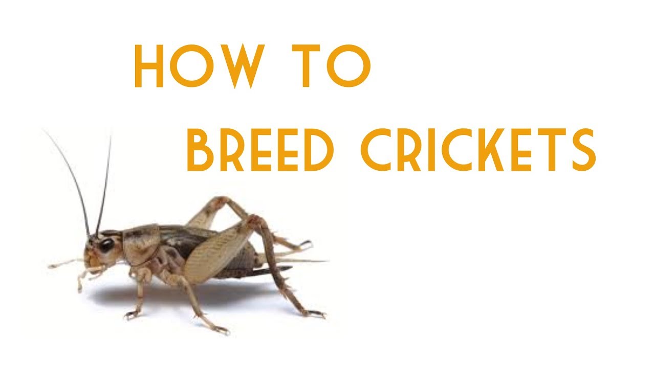 How to Breed Crickets YouTube