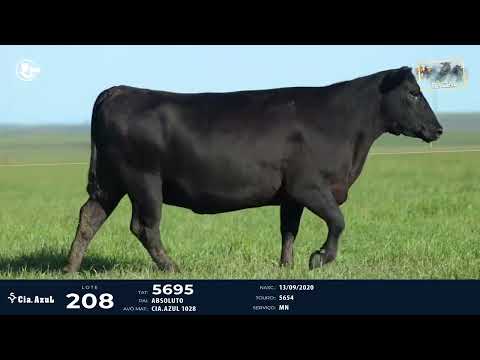 LOTE 208   TAT 5695 ANGUS F