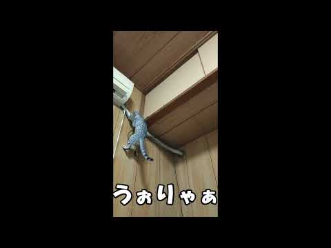 【エジプシャンマウはる】　魅惑の灰色ねずみのしっぽ （猫動画）