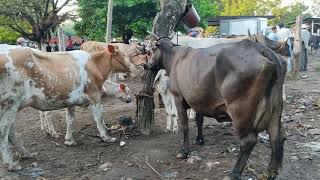 Vacas Paridas en El Tránsito San Miguel El Salvador On