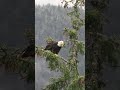 Bald Eagle Preening &amp; Liftoff! Juneau, Alaska! #shorts #juneau #alaska #baldeagle #eagles