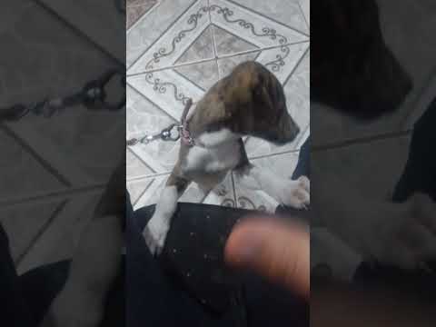 #perros #duet