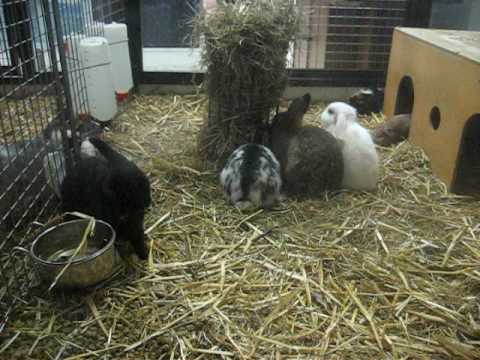 Bunnies And Guinea Pigs Living Together Youtube