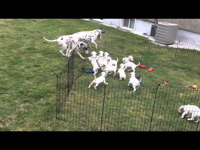 12 adorable Dalmatian puppies watch Mom and Dad play.