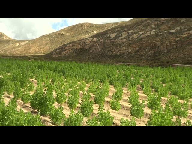 Uniformidad y Sanidad en Campo de Quinua con Bioinsumos de PROINPA