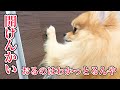 ポメが向こう側に行きたい理由とは…？