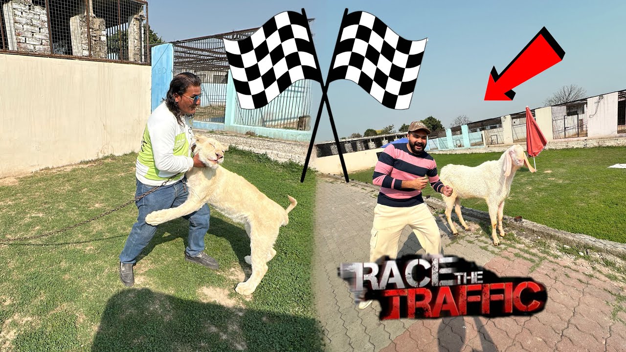 Lina Or Bakry ki Race Lag Gi 🐅🐅🤴 Kon Jeetay (—@gaaaaa 👻👻👻🤓