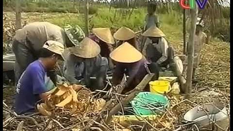 BẮT CÁ ĐỒNG Ở RỪNG U MINH KÝ ỨC MIỀN TÂY || Việt Nam vẻ đẹp bất tận