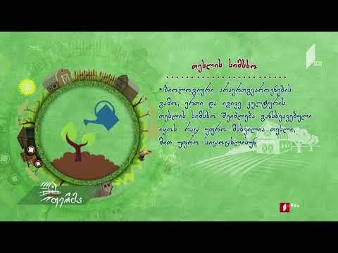 #უკეთრომაკეთო მცენარის თესლის ხარისხი