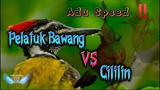 PELATUK BAWANG VS CILILIN || Sangat Cocok Untuk Masteran Burung Anda‼️‼️