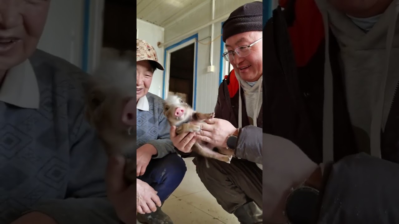 新生小猪壮壮虽然没有猪妈妈的疼爱和兄弟姐妹的陪伴，但是有爱负责的饲养员王姨把小猪照顾的很好，