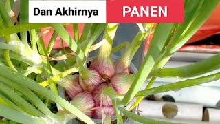 Bawang merah hidroponik akhirnya panen