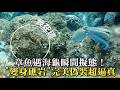 【千萬別眨眼】章魚遇海龜瞬間擬態！"變身礁岩"完美偽裝超逼真