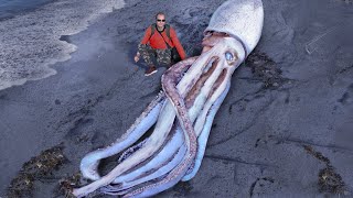 10 Biggest Sea Creatures Ever Found On The Beach!