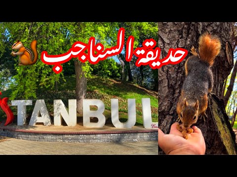 أجمل وأكبر حديقة مجانية بإسطنبول مهرجان التوليب وتجربة إطعام السناجب   