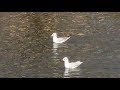 Small Feeling 小さな予感 / Yoko Imamura (Piano) &amp; Rin Fujiwara (Viola)