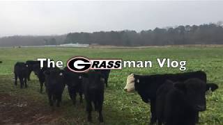 Grassman vlog 1710 Brassica Grazing Trial Update