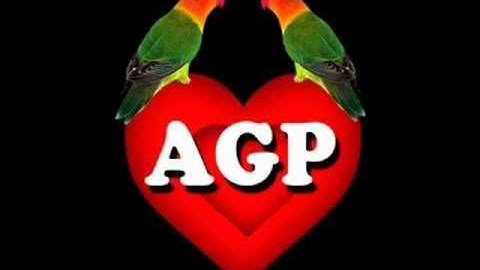 Thumbnail of Agapornis - Persiana Americana