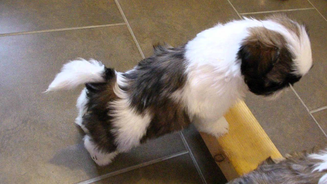 Chiot shih-tzu femelle de 6 semaines : nom à déterminer Chiot shih-tzu femelle de 6 semaines : nom à déterminer
