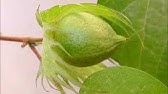 Cottonfirm ブラジル綿花農場 Youtube Cottonfirm ブラジル綿花農場 Youtube