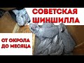 СОВЕТСКАЯ ШИНШИЛЛА от рождения до месяца