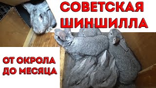 видео: СОВЕТСКАЯ ШИНШИЛЛА от рождения до месяца картинка: СОВЕТСКАЯ ШИНШИЛЛА от рождения до месяца