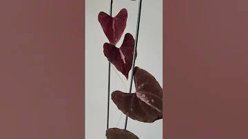 Диоскорея дисколор/ Dioscorea discolor