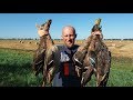 ОХОТА НА УТКУ с ягдтерьером. Кряквы на пшеничном поле. Duck hunting 2017