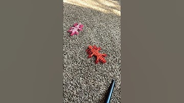 My Kandi axolotls really like the sunlight d: #fypシ゚ #fyp #kandi #animation #axolotl #stopmotion