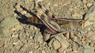 Grasshopper ovipositing