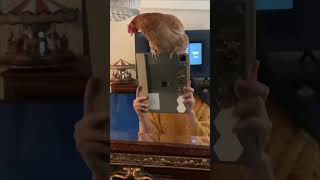 Chicken Balances on Tablet While Girl Films