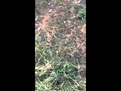 rescue dogs rock nyc Freckles and peanut meeting Ollie.